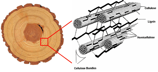 Cell walls